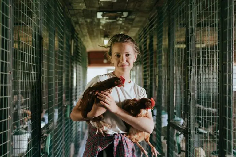 Pros And Cons Of Battery Chicken Farming Ablison