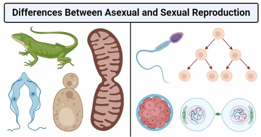 Pros and Cons of Asexual Reproduction