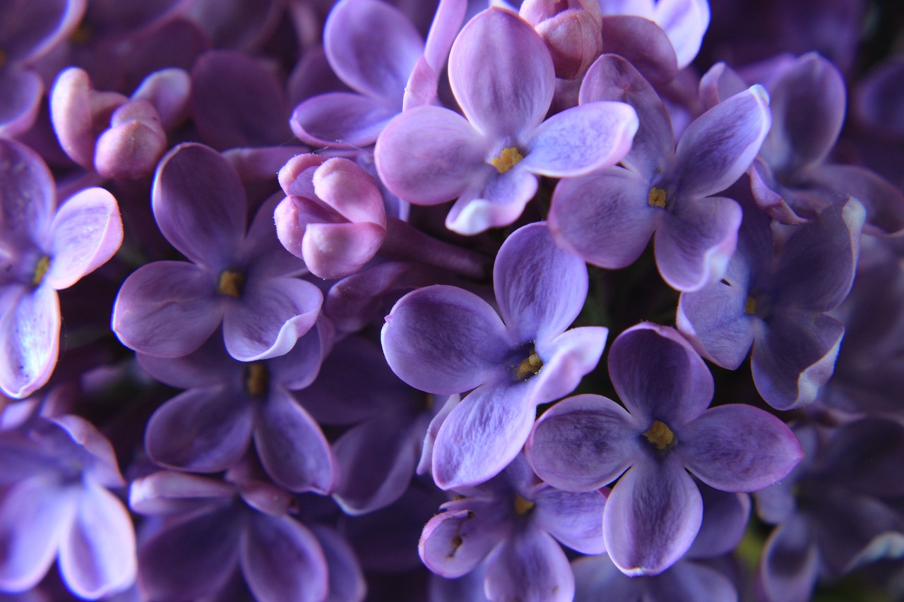 Pros and Cons of Lilac Bushes