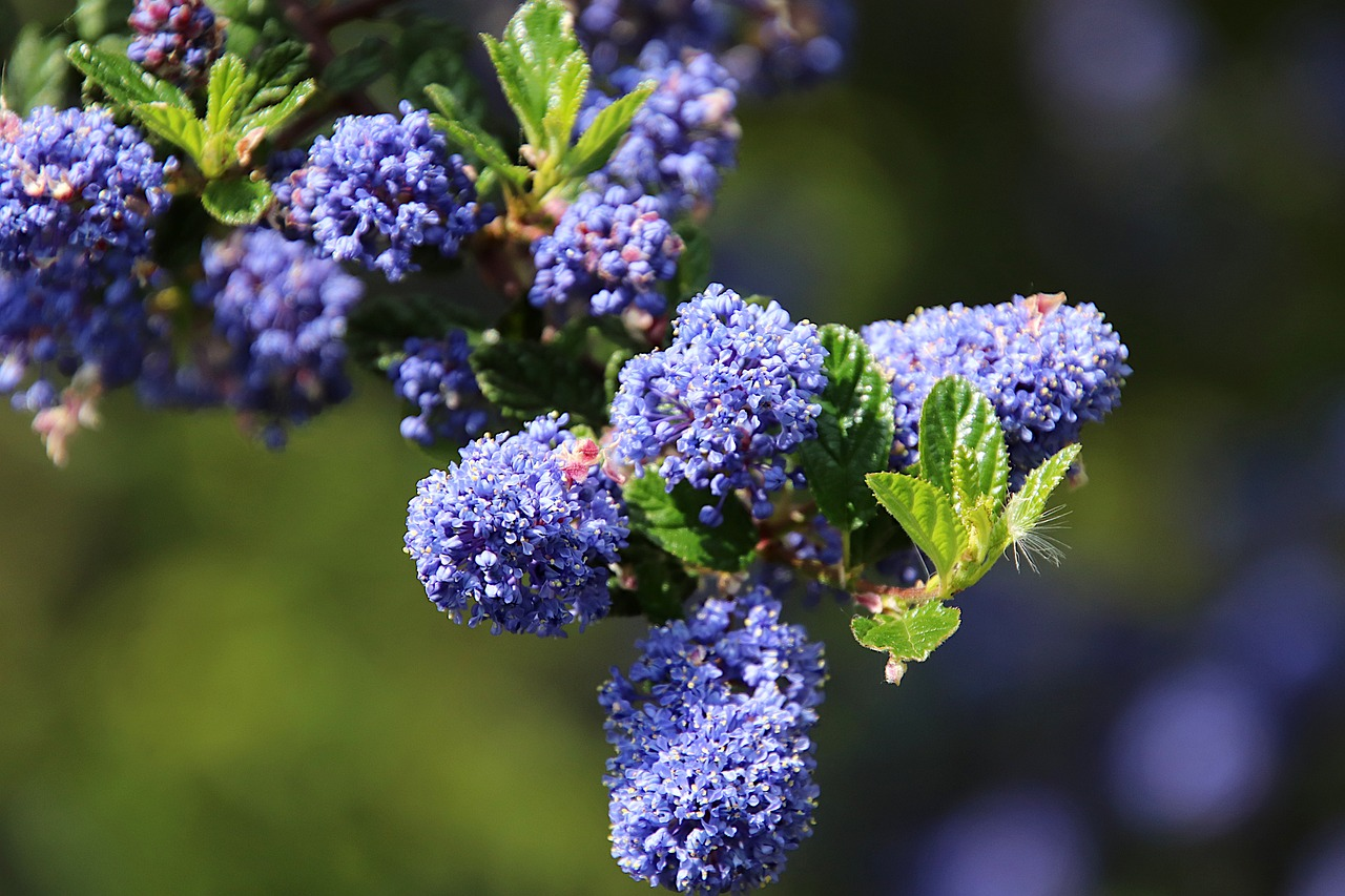 California Lilac Pros and Cons