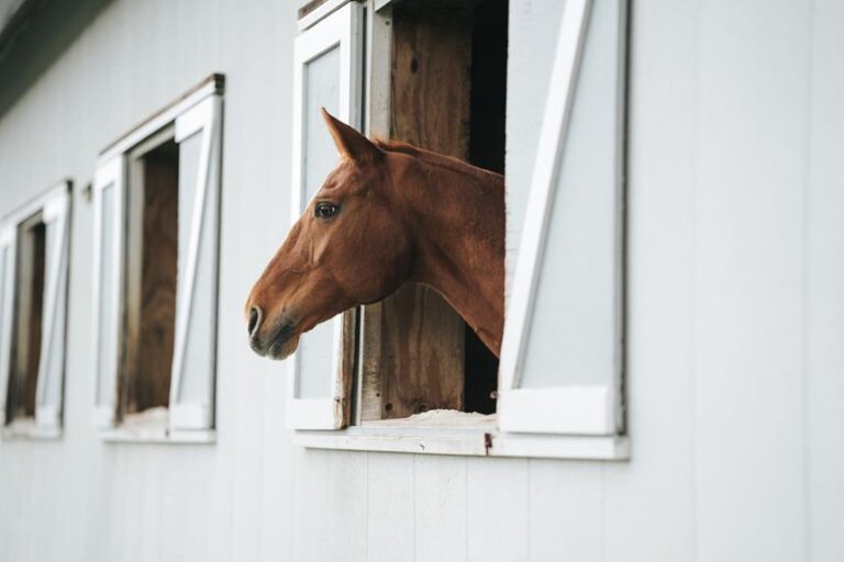 pros-and-cons-of-captive-breeding-programs-2023-ablison