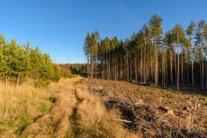 Pros and Cons of Pine Trees