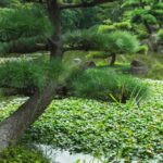 varieties of japanese pine